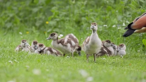 Little chicks in green grass 스톡 동영상 289316527