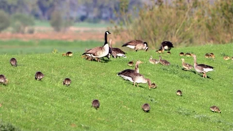 Little chicks Greylag and canada Geese on green meadow Stock Footage 201612716