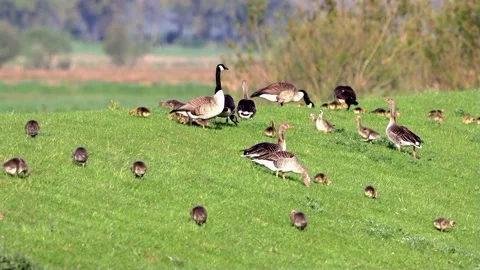 Little chicks Greylag and canada Geese on green meadow Stock Footage 201643246