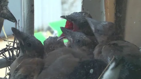 Little chicks. Hunger Stock Footage 76692240