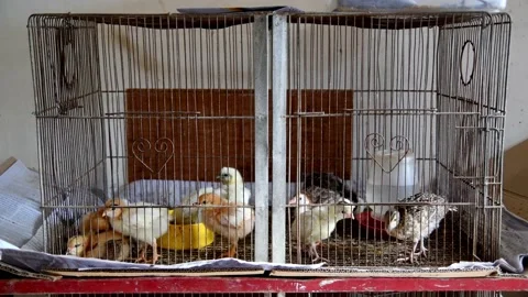 Little chicks inside their cage Stock Footage 154193724