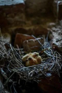 Little Chicks in the nest Foto stock