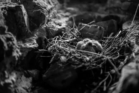 Little Chicks in the nest Stock Photos