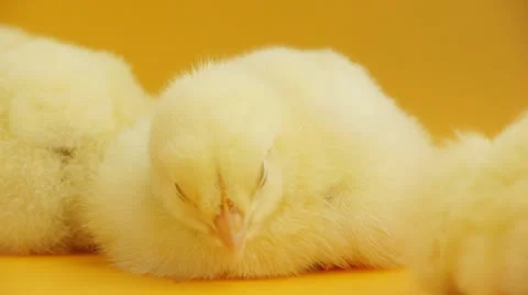Little chicks sleeping Stock Footage 22957063