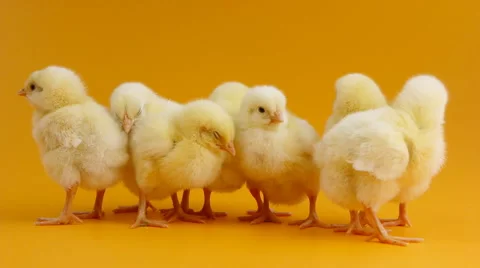 Little chicks standing together Stock Footage 47923950