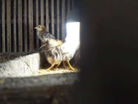 Little Chicky Foto stock