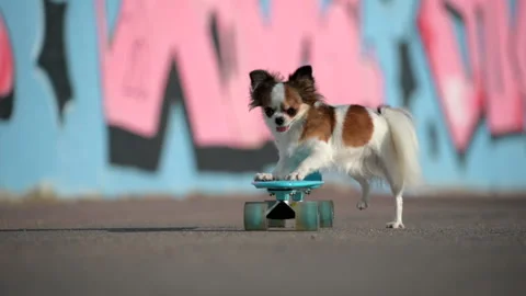 Little chihuahua pet dog riding pushing skateboard during outdoors leisure sport Stock Footage