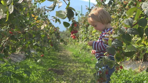 Little child picking fresh raspberry and eating in fruit culture 스톡 동영상 141354967