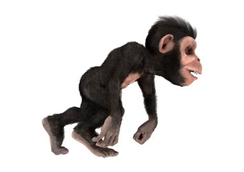 Little Chimp Monkey on White Stock Illustration