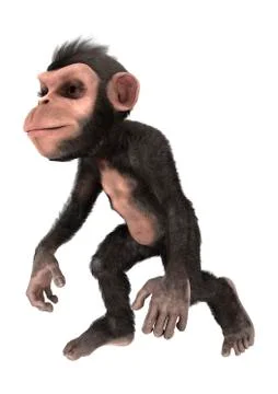 Little Chimp Walking Stock Illustration