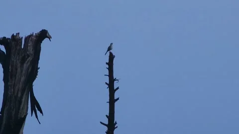 Little chirping bird Stock Footage 297585253