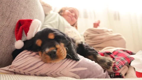 Little christmas girl and cocker Stock Video Pond5