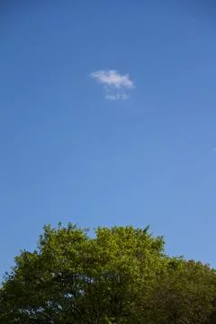 Little cloud over tree crown Stock Photos