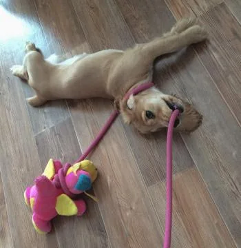 Little cocker spaniel puppy playing on the floor Stock Photos