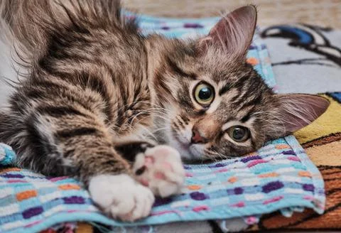 Little colored cat is resting on table on colored towel and looking at camera Stock Photos