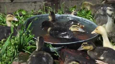 Little colored ducklings bathe in a small tank on a sunny summer day. Stock Footage 102039404