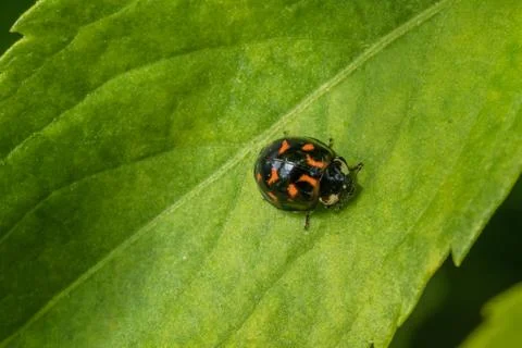 Little colored ladybug rests on a leaf of a tree Stock Photos