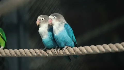 Little colorful parrots sitting together and they have a romantic relationship Stock Footage
