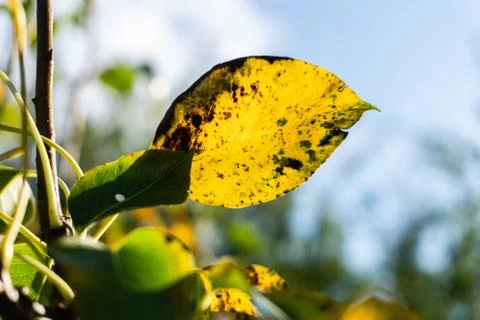 The little comic guy face in the pear tree Foto stock