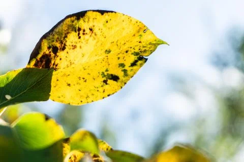 The little comic guy in the pear leaf - close-up Foto stock