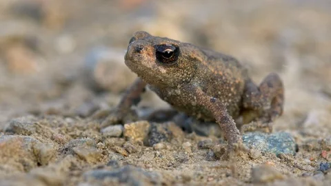 Little common toad (Bufo bufo) Vidéo 95900051