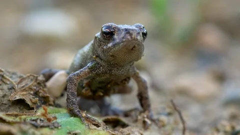 Little common toad (Bufo bufo) Vidéo 95900385