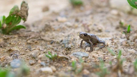 Little common toad (Bufo bufo) Stock Footage 95900868