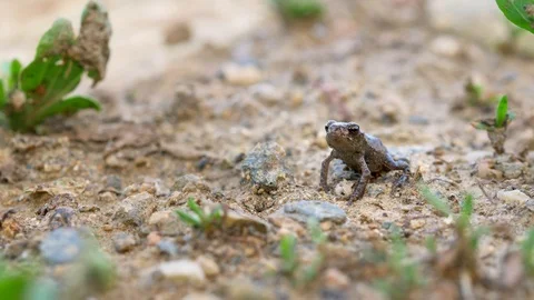 Little common toad (Bufo bufo) meets ants Stock Footage 95901056