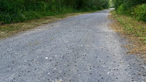 Little common toads (Bufo bufo) migration from water 動画素材 115019455