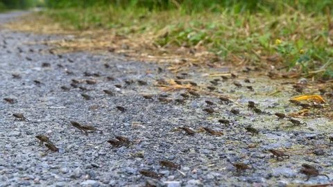 Little common toads (Bufo bufo) migration from water 스톡 동영상 115021840