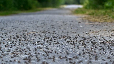 Little common toads (Bufo bufo) migration from water Vidéo 115022159