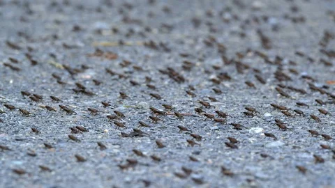 Little common toads (Bufo bufo) migration from water Stockbeeldmateriaal 115022410