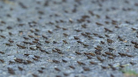 Little common toads (Bufo bufo) migration from water Видео 115022420