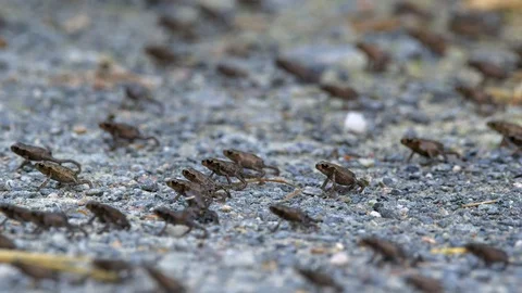 Little common toads (Bufo bufo) migration from water Vídeos de archivo 115022893