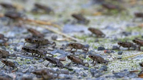 Little common toads (Bufo bufo) migration from water 動画素材 115023093