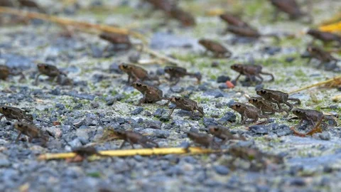 Little common toads (Bufo bufo) migration from water Stockbeeldmateriaal 115023248