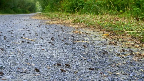 Little common toads (Bufo bufo) migration from water Stock-Footage 115023833