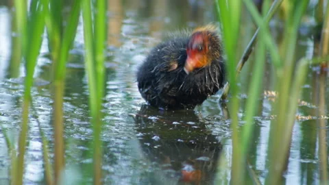 Little coot chick 库存影片 120683615