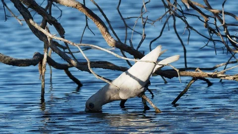 Little Corella Drinking Stock Footage 88904542