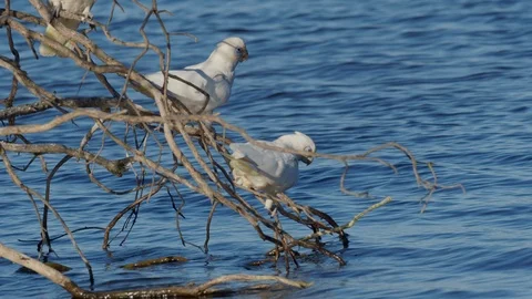 Little Corella Drinking Stock Footage 120666235