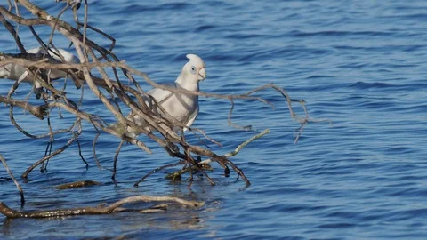 Little Corella Drinking Video stock 120674510
