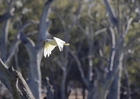 Little corella in flight. Fotos Stock