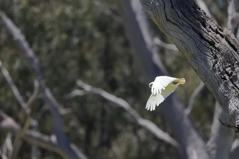 Little corella flying. Foto stock
