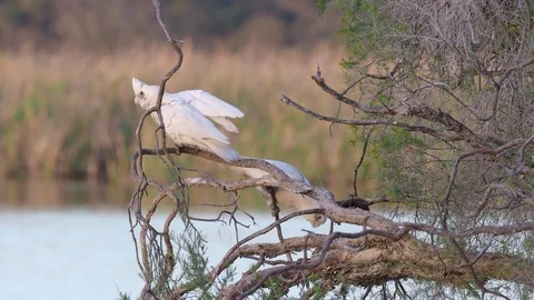 Little Corella Interaction Stock Footage 92163299