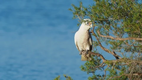 A Little Corella Launching Into Flight Video stock 88963977