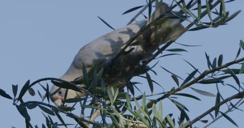 Little Corella Moving On branches, 8K Видео 333544902
