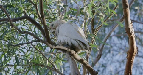 Little Corella Moving On Tree, 8K Stock Footage 333545082