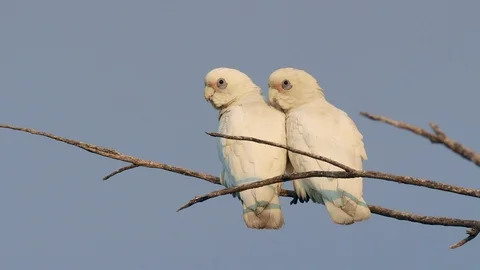 Little Corella Pair Video stock 89658925
