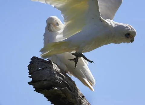 Little corella taking flight. 写真素材