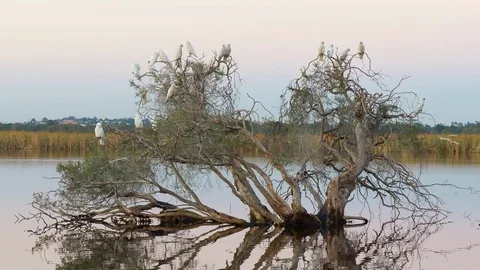 Little Corellas Alighting on a Tree Stock Footage 89830995